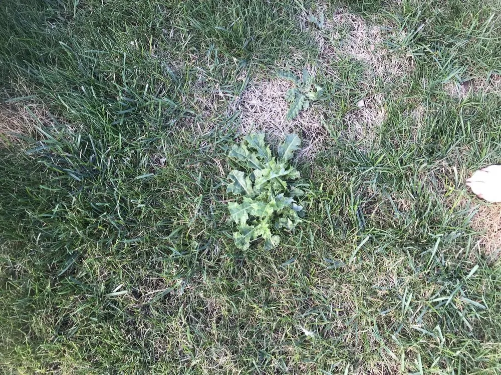 Custom residential landscaping in De Pere, WI - Naturescape