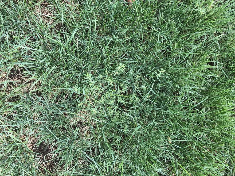 Trusted landscape installation for beautiful yards in Lafayette, IN by Naturescape