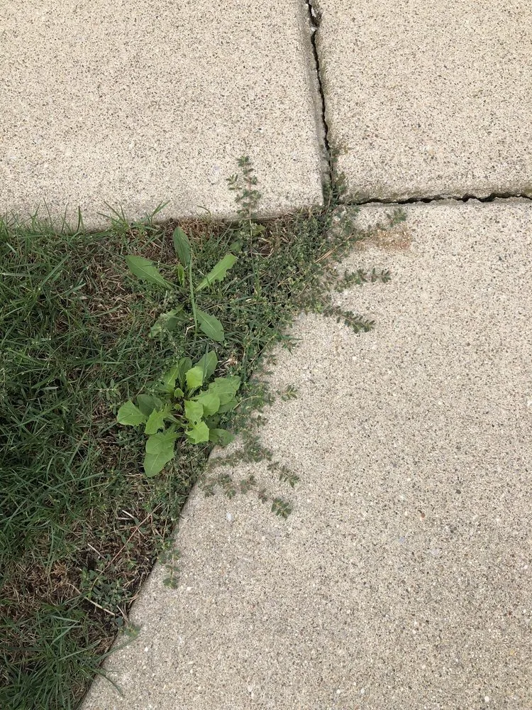 Affordable garden landscaping in Lafayette, IN by Naturescape