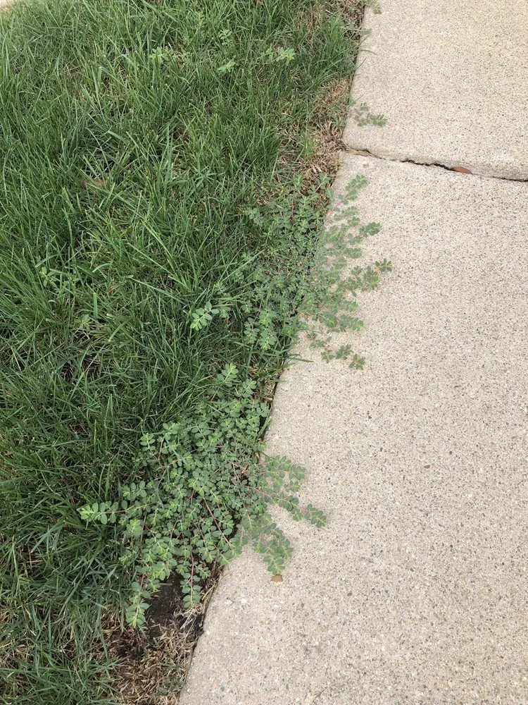 Trusted lawn care service for year-round maintenance across Lafayette, IN - Naturescape