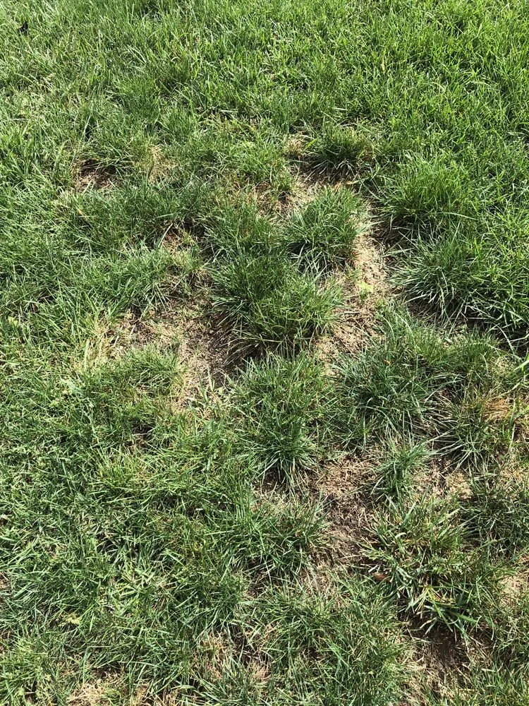 Affordable landscaping services near you in Lafayette, IN by Naturescape