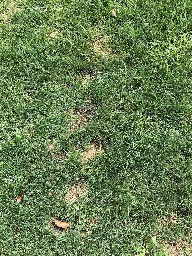 Top-rated lawn care service in Lafayette, IN by Naturescape