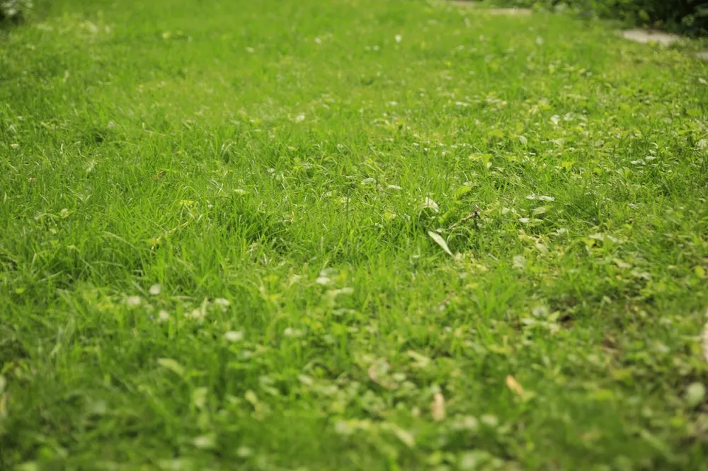 Trusted garden landscaping experts serving Minneapolis, MN - Naturescape Lawn and Landscape Care