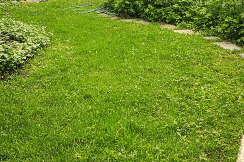 Expert yard maintenance in Minneapolis, MN by Naturescape Lawn and Landscape Care