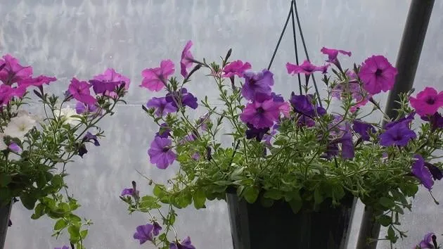 Custom yard maintenance experts serving Lawton, OK - Naturescape