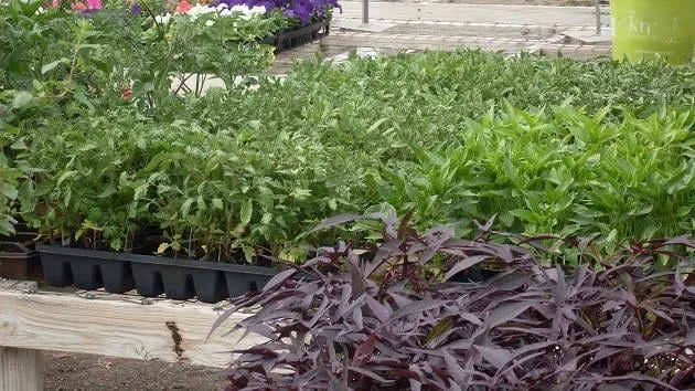 Top-rated outdoor landscaping with custom design across Lawton, OK - Naturescape