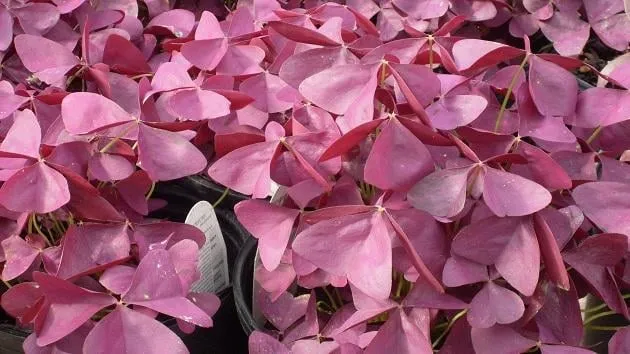 Professional landscape installation in Lawton, OK - Naturescape