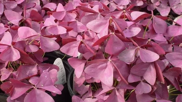 Custom outdoor landscaping with custom design in Lawton, OK by Naturescape