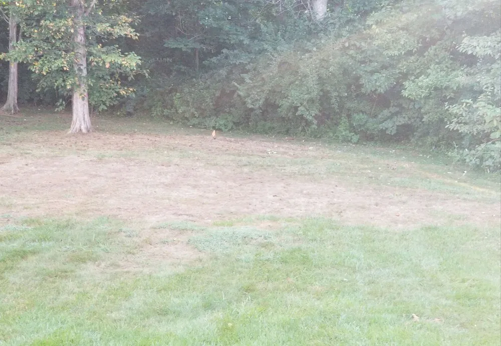 Expert lawn mowing service near you in Louisville, KY by Naturescape