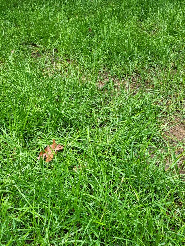 Local lawn mowing service for outdoor upgrades across McFarland, WI - Naturescape