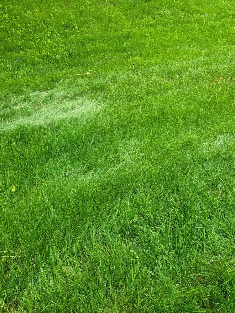 Custom outdoor landscaping in McFarland, WI - Naturescape