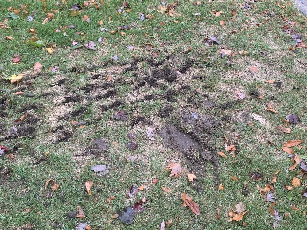 Custom yard maintenance in McFarland, WI by Naturescape