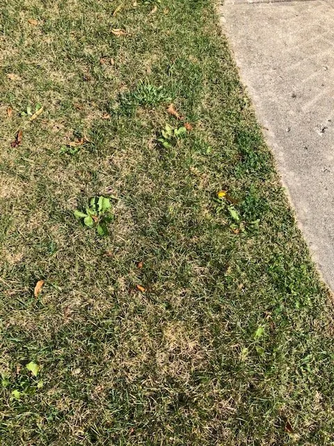 Local lawn mowing service experts serving Menomonee Falls, WI - Naturescape