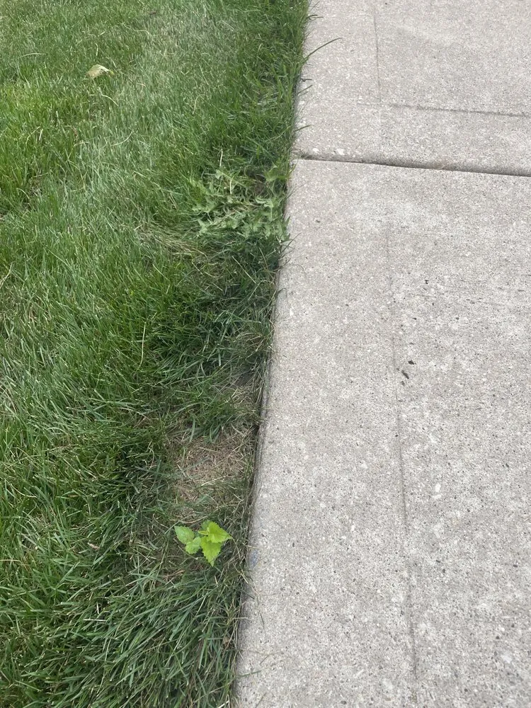 Professional landscape design in Rockford, IL by Naturescape