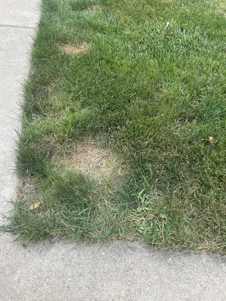 Local lawn care service experts serving Rockford, IL - Naturescape