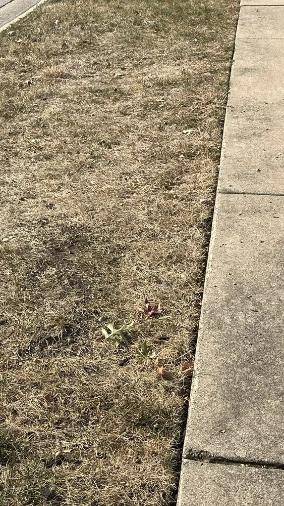 Professional residential landscaping for beautiful yards in Schaumburg, IL by Naturescape