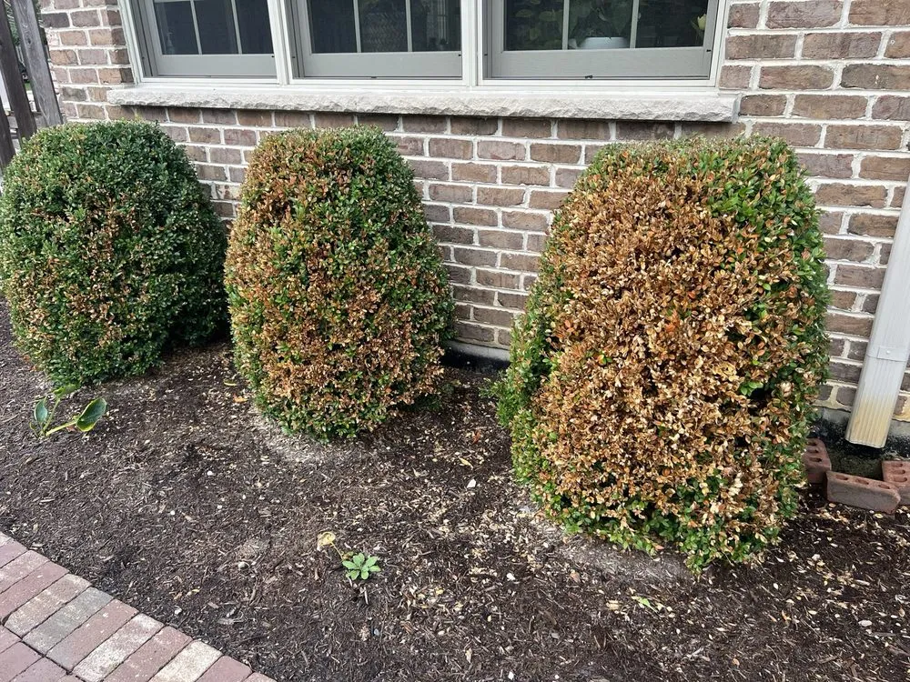 Reliable landscaping services in Schaumburg, IL by Naturescape