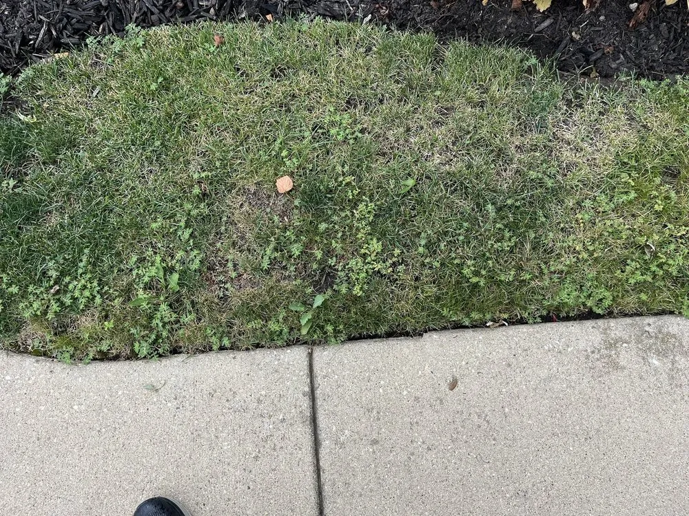 Local lawn care service in Schaumburg, IL by Naturescape