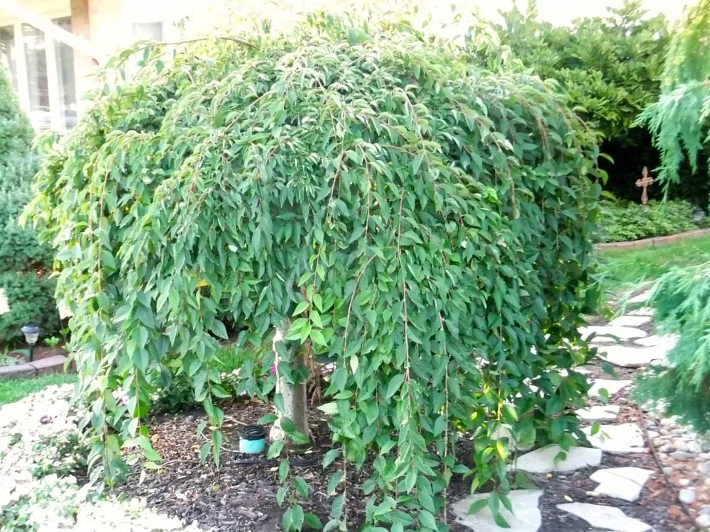 Top-rated landscape installation experts serving Elkhart, IN - NatureScape Services, Inc.