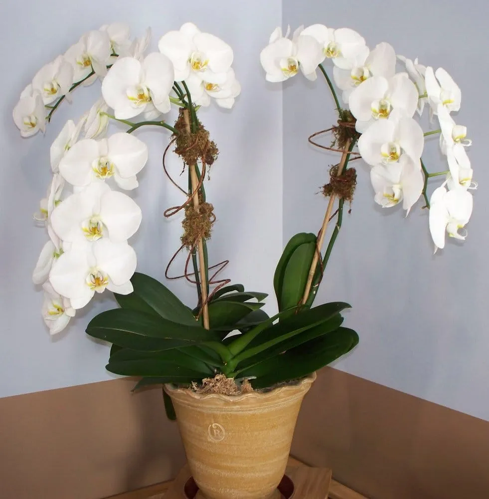 Local lawn care service experts serving Armonk, NY - Naturescapes