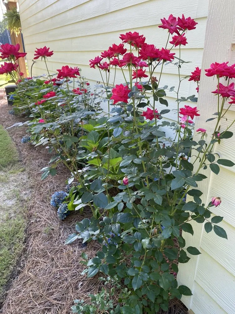 Top-rated garden landscaping for outdoor upgrades across Columbus, GA - Naturescapes Lawn Care