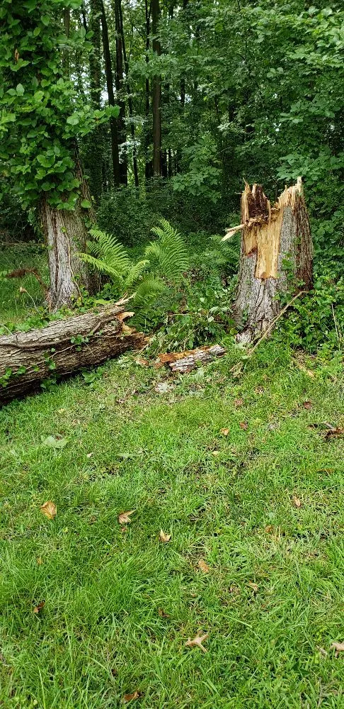 Expert lawn mowing service in Havre de Grace, MD by Naturevision