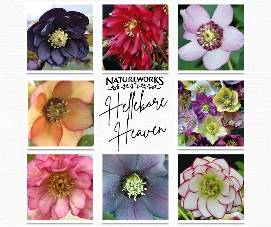 Local yard cleanup service in Northford, CT - Natureworks