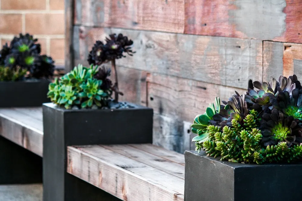 Trusted yard maintenance with custom design across Petaluma, CA - Naturis Design