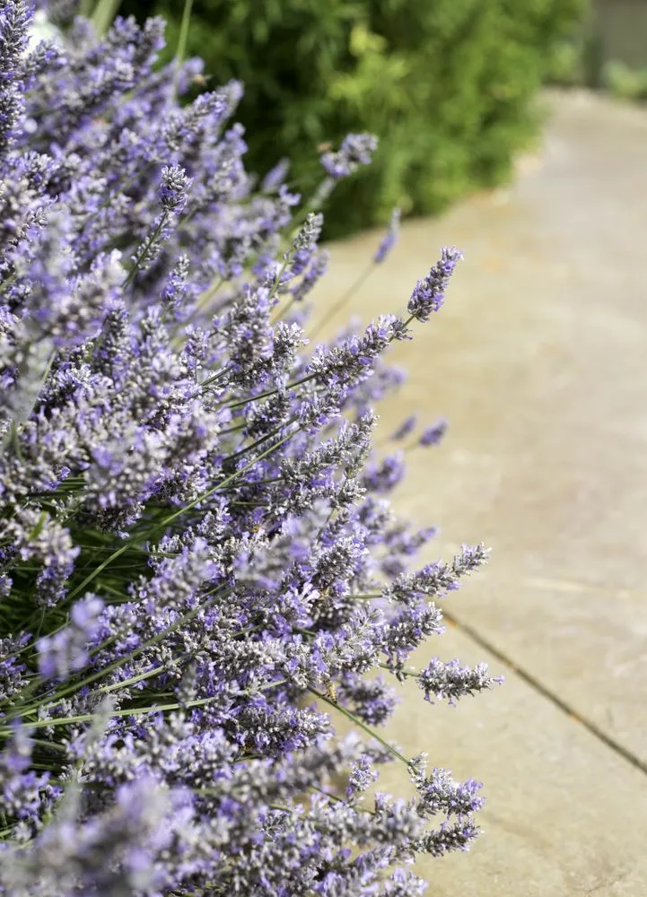 Top-rated yard maintenance with custom design in Petaluma, CA by Naturis Design