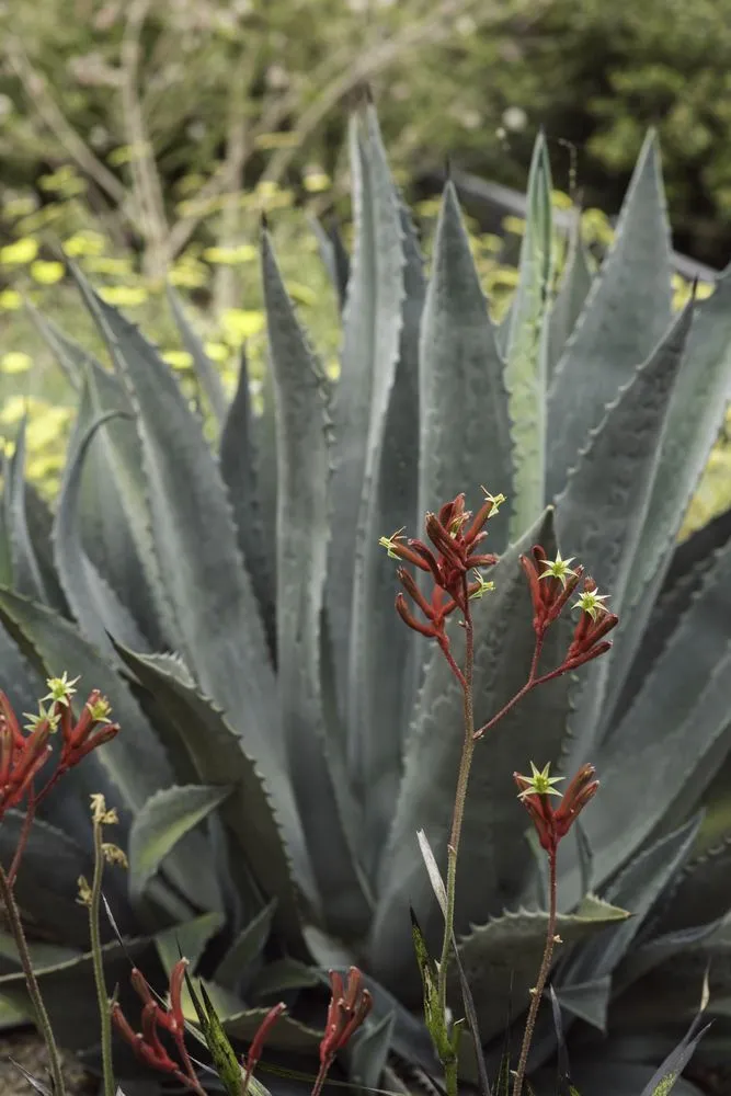 Expert residential landscaping in Petaluma, CA by Naturis Design