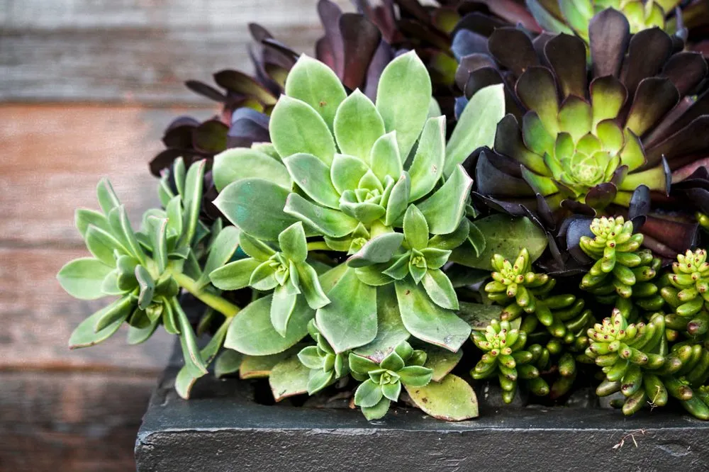 Reliable garden landscaping experts serving Petaluma, CA - Naturis Design