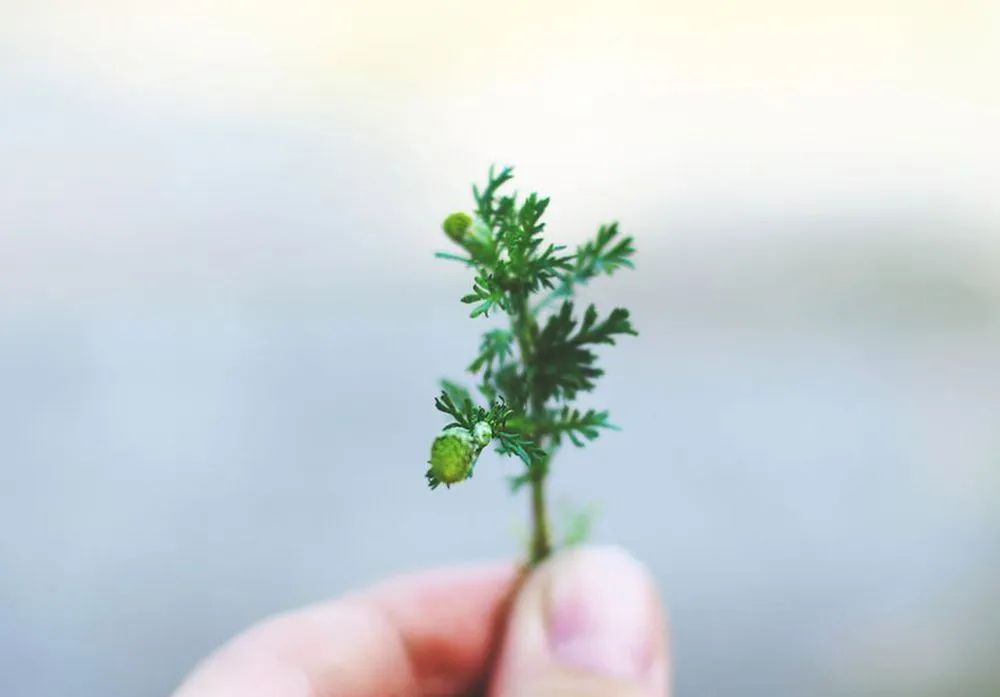 Professional landscaping services in Arlington, MA - NAUAK Able Hands