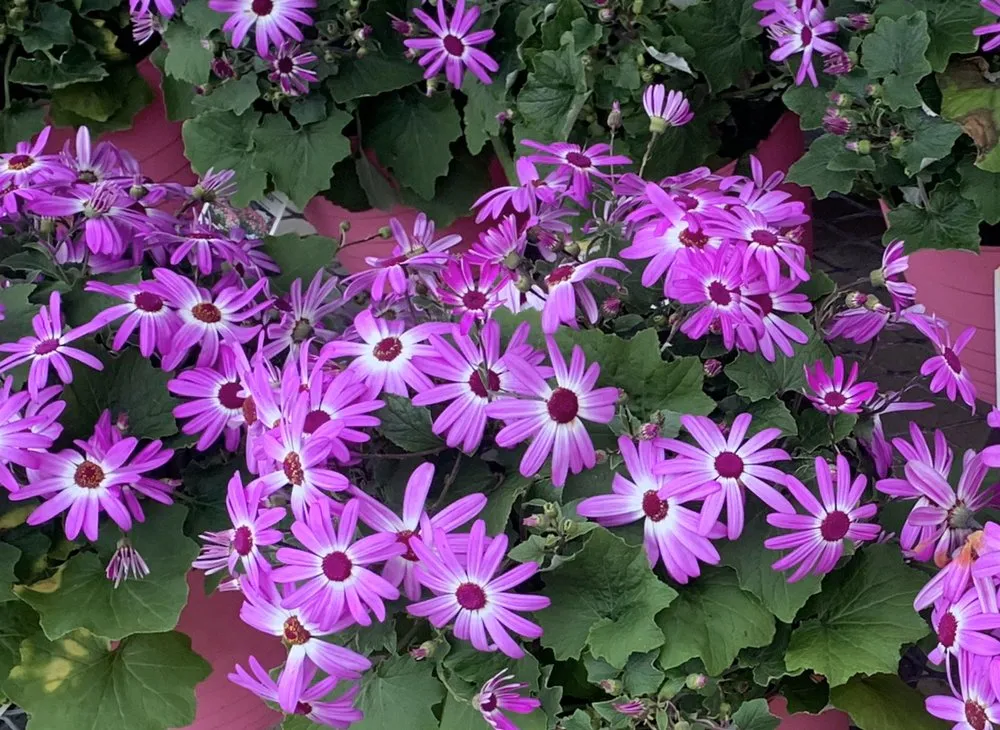 Affordable lawn mowing service in Jacksonville, AL - Nautilus Outdoor Services