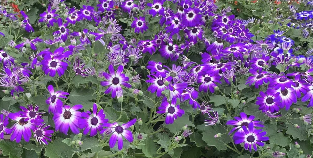 Expert residential landscaping experts serving Jacksonville, AL - Nautilus Outdoor Services