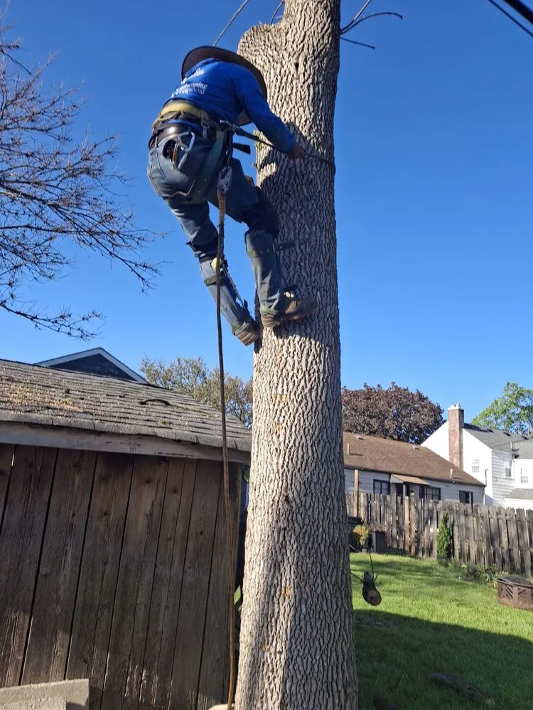 Local landscape design in Columbus, OH - Nava Landscaping & Tree Service