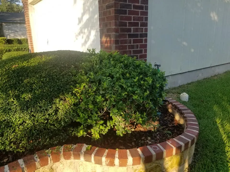 Expert landscaping services near you in Austin, TX by Nava Tree Service