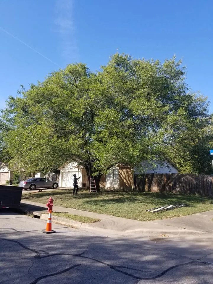 Professional lawn mowing service near you in Austin, TX by Nava Tree Service