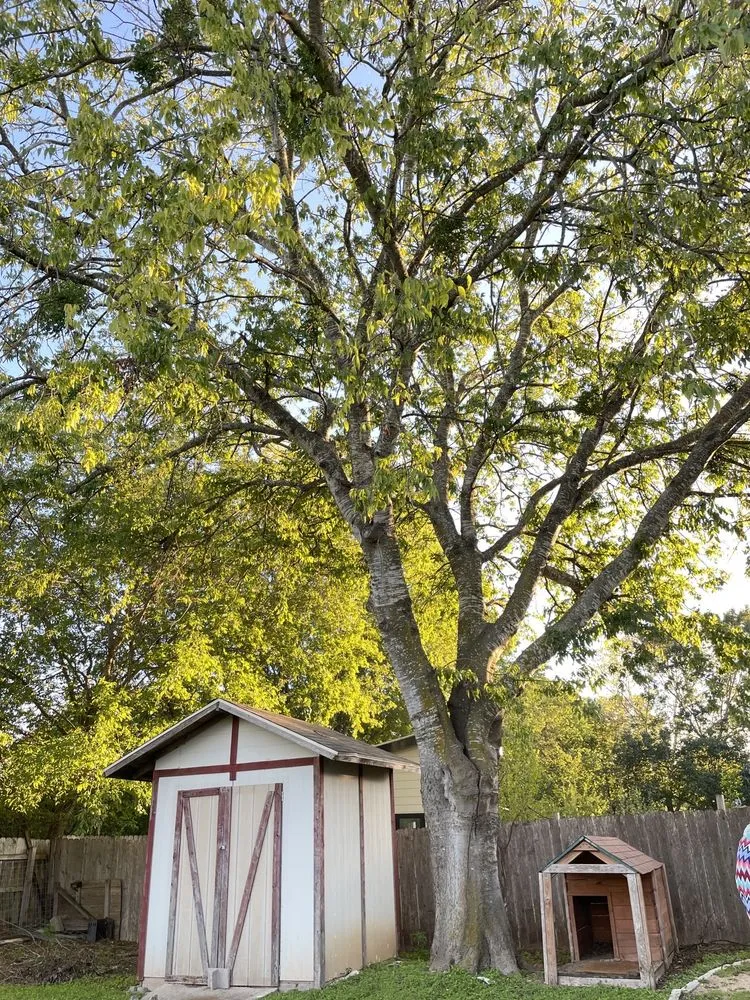 Professional yard cleanup service experts serving Austin, TX - Nava Tree Service