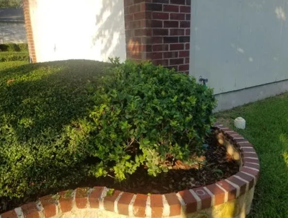 Reliable landscaping services in Austin, TX by Nava Tree Service