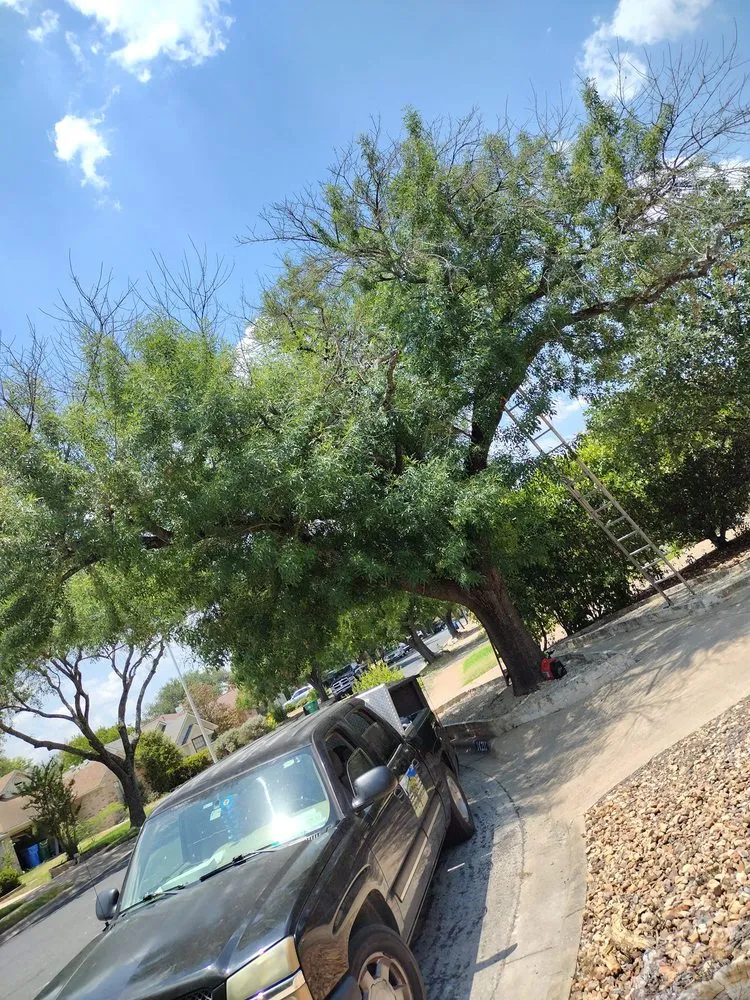 Affordable yard maintenance in Austin, TX - Nava Tree Service