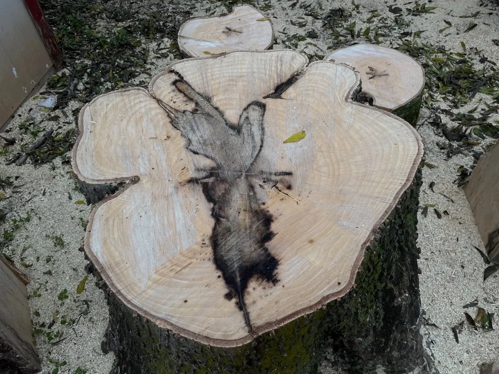 Expert yard cleanup service in Austin, TX - Nava Tree Service