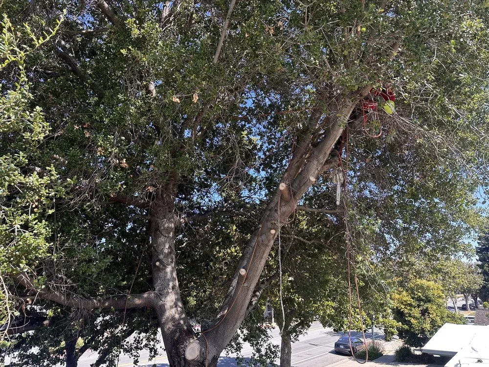 Professional yard cleanup service for outdoor upgrades across San Mateo, CA - Navarrete Brothers Landscaping