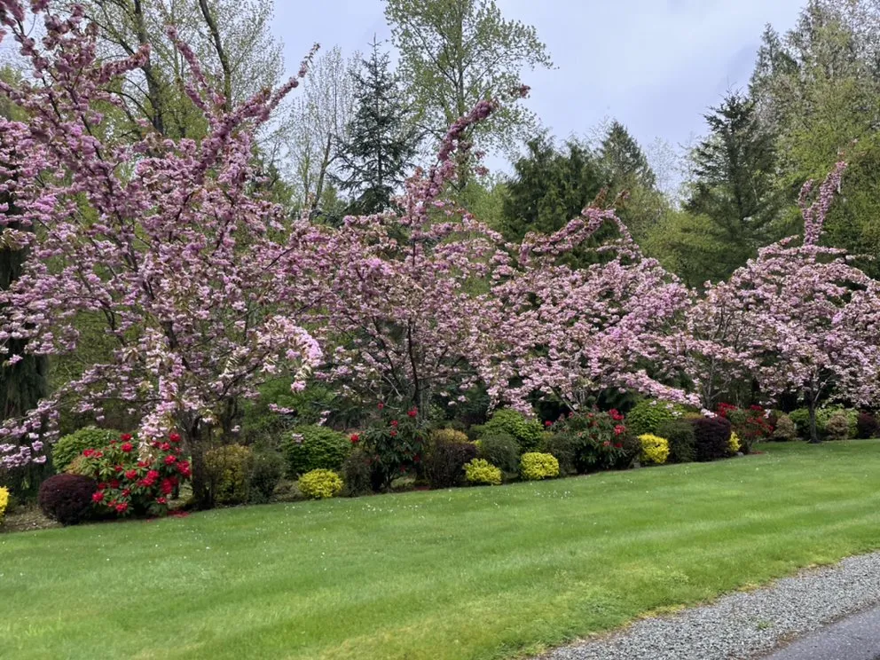 Reliable yard maintenance for residential properties in Everett, WA by Navarrete Landscape Services