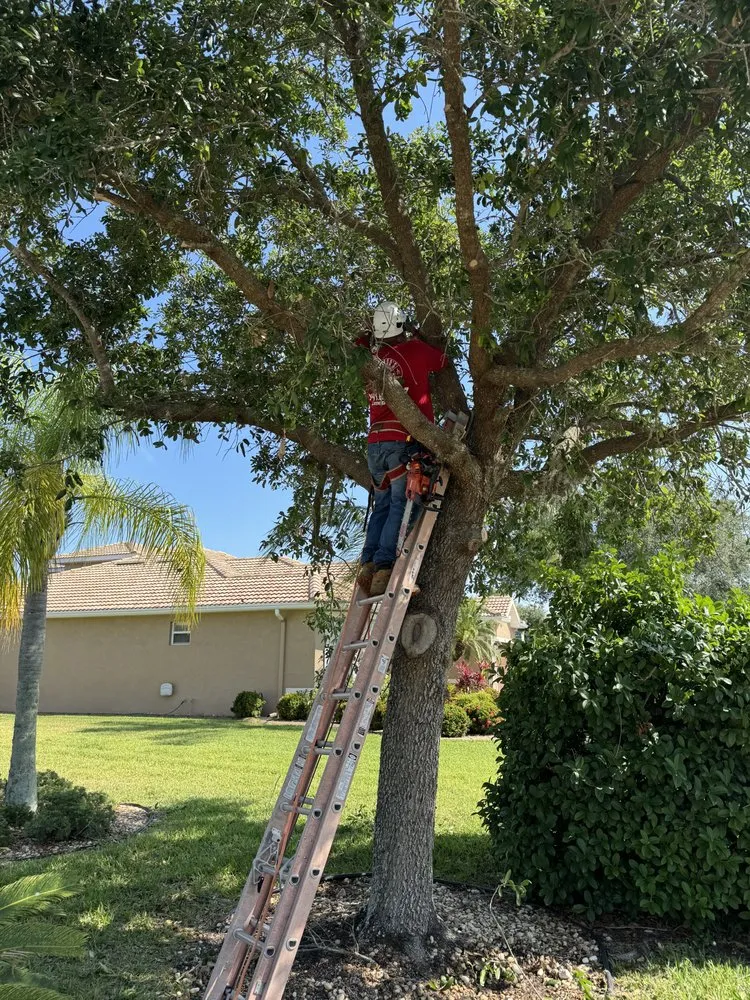 Top-rated landscaping services experts serving Bradenton, FL - Navarro Landscape Services