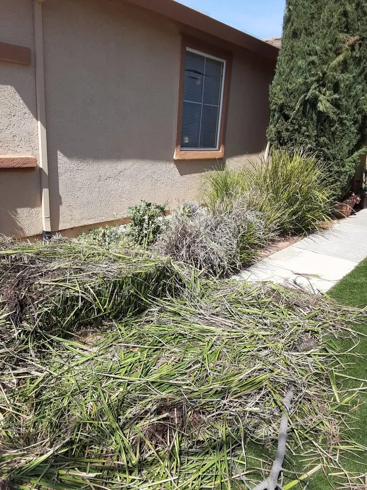 Professional yard cleanup service in Stockton, CA - Navarro Landscaping