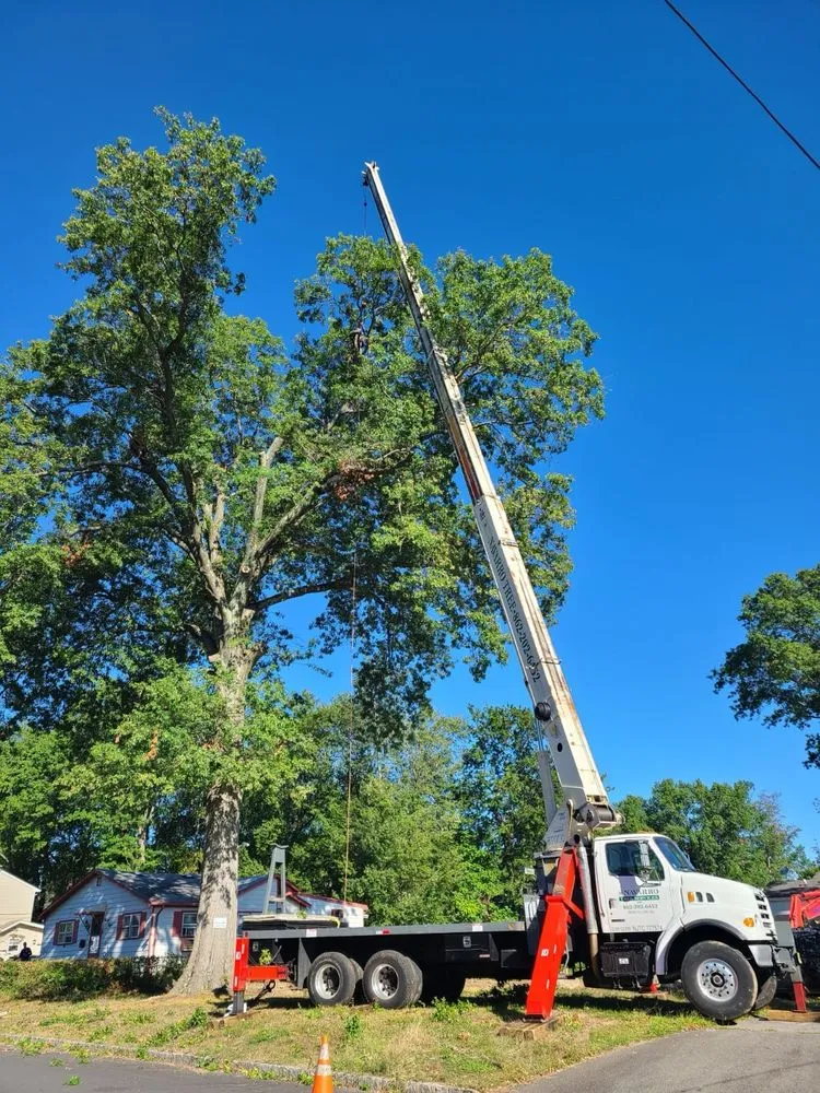 Trusted yard maintenance for outdoor upgrades across Montclair, NJ - Navarro Lawn And Tree Services