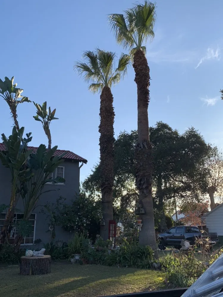 Professional landscaping services for beautiful yards across Upland, CA - Navarro Tree Service