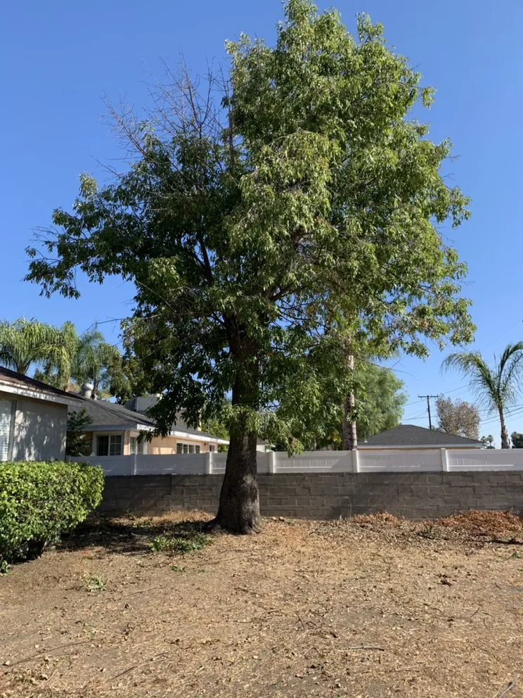 Custom yard cleanup service in Upland, CA by Navarro Tree Service
