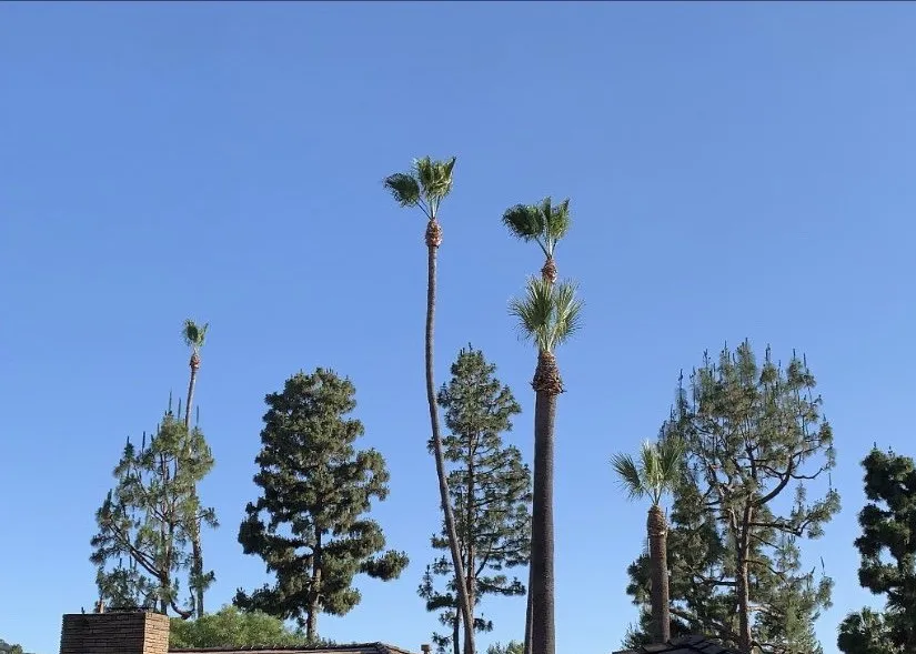 Professional yard cleanup service for residential properties in Upland, CA by Navarro Tree Service