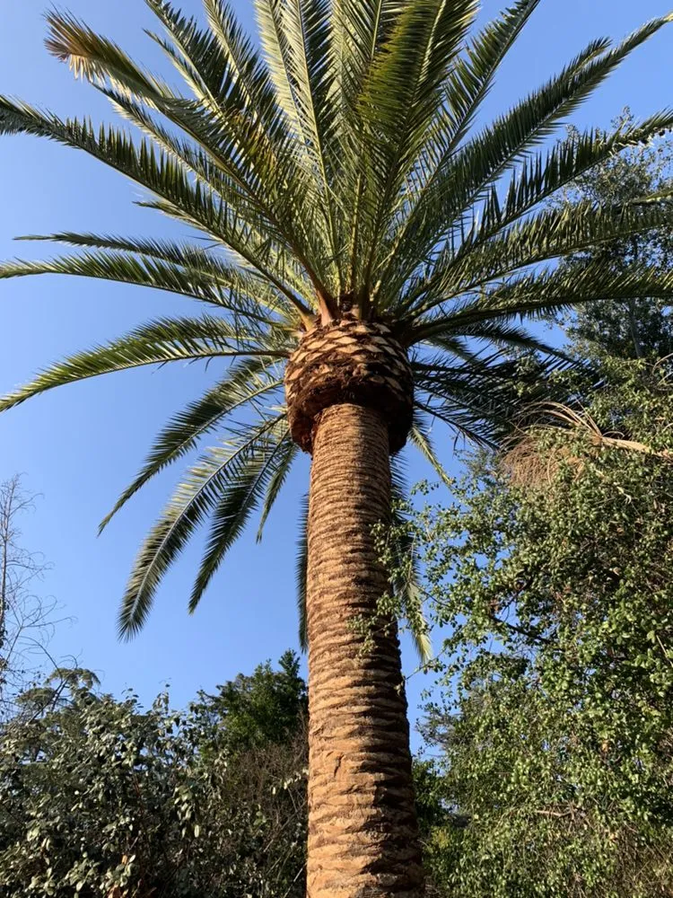 Trusted garden landscaping in Upland, CA - Navarro Tree Service